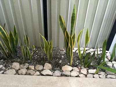 a group of plants and rocks in a garden at DS House in Cabuya