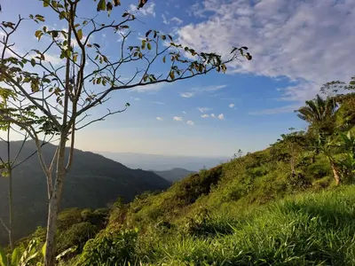 a tree on the side of a hill with a view at Restaurante y cabinas Sudy in Carara