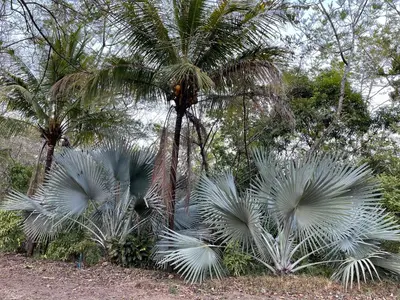 a group of palm trees in a field at Amaj Eco Lodge in Sámara