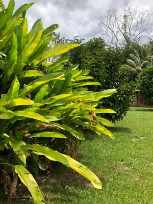 a group of banana trees in a yard at Hospedaje Adrimaran in Palmares