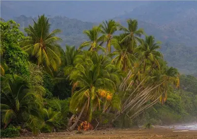 a group of palm trees on the shore of a beach at Cabinas El Paso de Moisés in Uvita