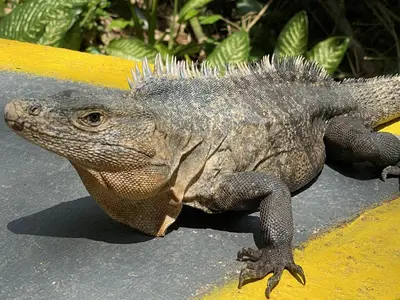 a iguana is sitting on a yellow table at La Posada Jungle Hotel in Manuel Antonio