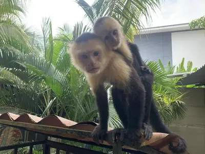 two monkeys sitting on top of a fence at La Posada Jungle Hotel in Manuel Antonio