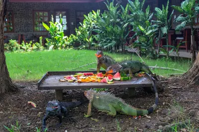 a group of fakeizards eating food on a table at Hotel Mar de Luz in Jacó