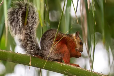 a squirrel sitting on top of a tree branch at Hotel Mar de Luz in Jacó