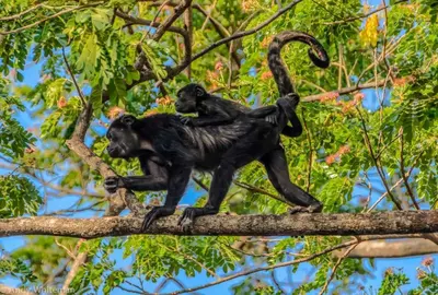 two chimpanzees are standing on a tree branch at Casa Coco de Mer 1 in Tamarindo