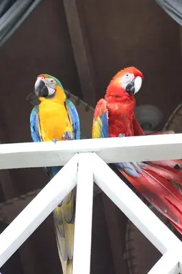 two colorful birds sitting on a white fence at CHEZ NOUS in Carrillo