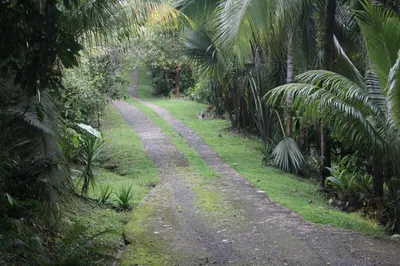 a dirt road in a jungle with palm trees at Iguana Libre in Dominical