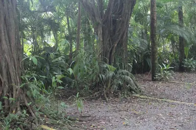 a forest with a large tree and plants at Iguana Libre in Dominical