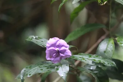 a purple flower with raindrops on a plant at Iguana Libre in Dominical