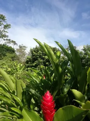a red flower in the middle of green plants at Casona Rústica & Bungalow in Fortuna