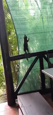 a monkey standing on a pole in a window at Casona Rústica & Bungalow in Fortuna