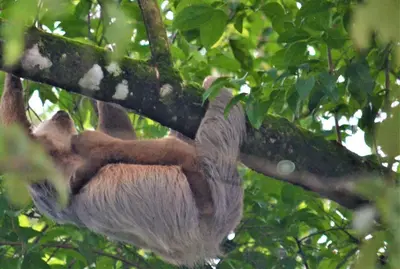 a sloth is sleeping on a tree branch at Mango Tree Villas in Coronado