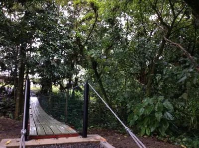 a suspension bridge in the middle of a forest at Confort Arenal in Fortuna