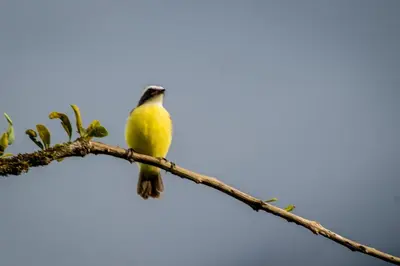 a yellow bird perched on a tree branch at Confort Arenal in Fortuna