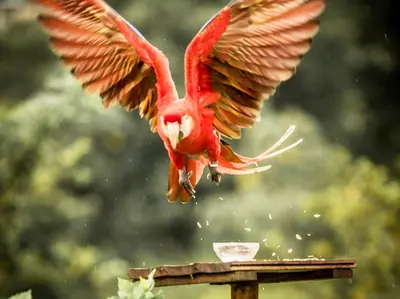 a red bird flying over a bird feeder at Essence Arenal Spa & Yoga in El Castillo de La Fortuna