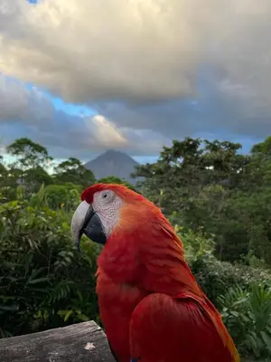 a red parrot sitting on top of a fence at Essence Arenal Spa & Yoga in El Castillo de La Fortuna