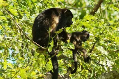 a monkey and a baby monkey sitting in a tree at La Puesta del Sol B&B in Carrillo