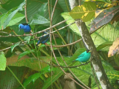 two blue birds sitting on a tree branch at Villas Josipek in Fortuna