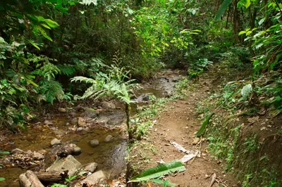 a dirt trail in the middle of a jungle at Villas Josipek in Fortuna