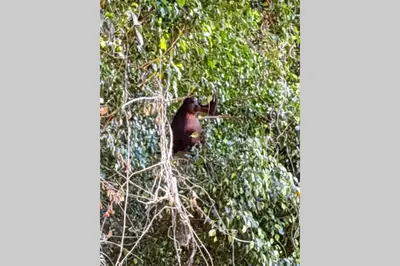 a monkey sitting in the branches of a tree at Spacious Loft with Pool and Great Outdoor Areas in Coco