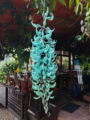 a bunch of green bananas hanging from a tree at La Ceiba Tree Lodge in Tilarán