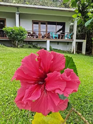 a pink flower in front of a house at La Ceiba Tree Lodge in Tilarán