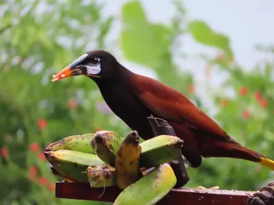 a bird sitting on top of a bunch of bananas at La Ceiba Tree Lodge in Tilarán