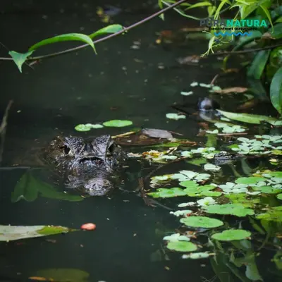 a snapping turtle swimming in the water at Hotel Pura Natura Beachfront Tortuguero in Tortuguero