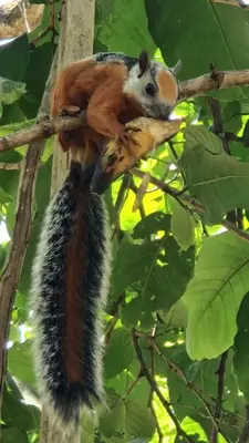 a squirrel sitting on a tree branch eating a banana at Villasjungle 1 in Sámara