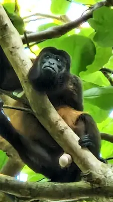 a baby chimpanzee sitting on a tree branch at Villasjungle 1 in Sámara