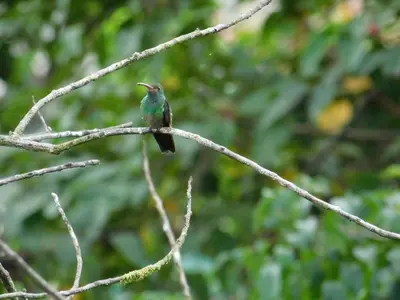 a humming bird sitting on a tree branch at Villasjungle 3 in Sámara