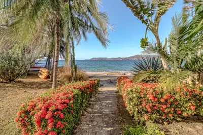 a row of flowers and palm trees on the beach at Flamingo Marina Resort 413 in Playa Flamingo