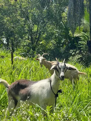 two goats standing in a field of tall grass at La Muñequita Lodge 1 - culture & nature experience in Palmar Norte