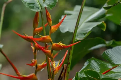 a group of red flowers on a tree at Seren Glamping in Uvita