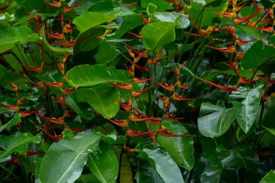 a plant with red flowers and green leaves at Seren Glamping in Uvita