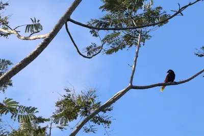 a bird perched on a tree branch at Casa Zu in San Pedro