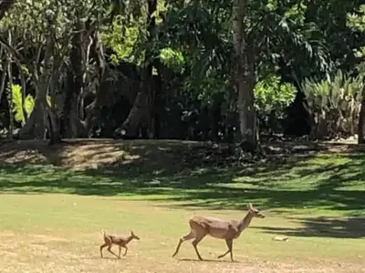 a mother deer and a baby deer running in a field at Pura Vida Villa! Beachfront Golf and Country Club Los Delfines 24 hours security in Tambor