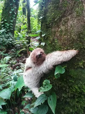 a sloth climbing on the side of a tree at Beautiful 2 Bedroom Villa with Private Nature Reserve - Friendship House in Bijagua
