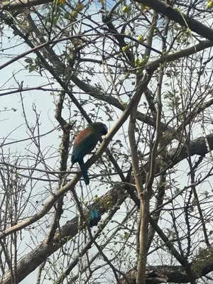 a colorful bird perched on a tree branch at Finca Avellanas in Playa Avellana