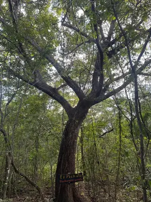 a tree with a sign hanging from it at Finca Avellanas in Playa Avellana