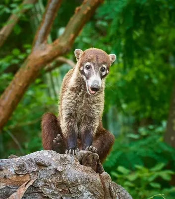 a brown bear standing on top of a rock at One Bedroom Villa on 20 Acres of Nature! 