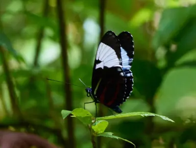 a black and white butterfly sitting on a plant at One Bedroom Villa on 20 Acres of Nature! 