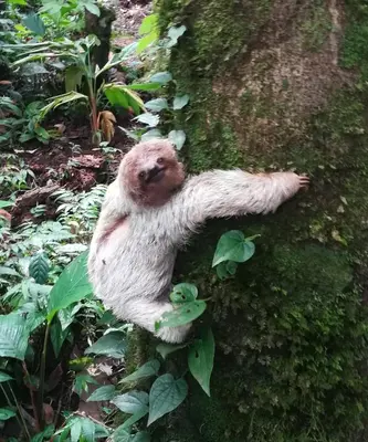 a sloth climbing on the side of a tree at One Bedroom Villa on 20 Acres of Nature! 