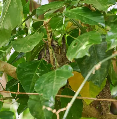 a bird nest in a tree with leaves at One Bedroom Villa on 20 Acres of Nature! 