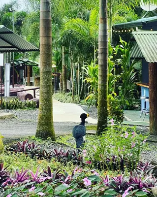 a bird standing in the middle of a garden at Termales del Arenal in Fortuna