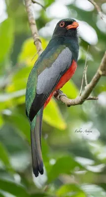 a bird is sitting on a tree branch at Birds & Breakfast Costa Rica in Fortuna