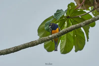 a bird is sitting on a tree branch at Birds & Breakfast Costa Rica in Fortuna
