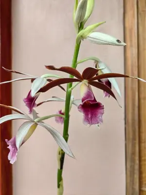 a purple and white flower in a vase at Monteverde House in Monteverde Costa Rica
