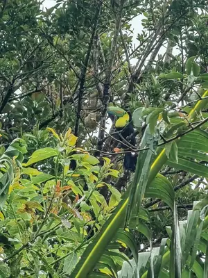 a bird is sitting in a tree at Monteverde House in Monteverde Costa Rica